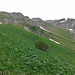 Grüner Aufstieg zum Silberhorn mit vielen Murmeltieren in der Wiese