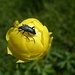 Nicht nur  im [http://www.hikr.org/gallery/photo807172.html?post_id=51272#1 Alpstein], auch im Alpthal wissen die Käfer, wo die beste Aussicht ist!