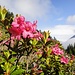 endlich: Alpenrosen in der Sonne, vor blauem Himmel