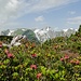 Hüser Ostgipfel. Alpenrosen schmücken den legföhrenbewachsenen, grossräumigen Gipfelbereich.