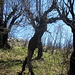 A walking tree?