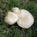grosse Pilze ...
Max vom Jurasüdfuss erklärt dazu:
der Pilz müsste der Riesenchampignon agaricus macrosporus = Gross-sporiger Schafegerling sein
