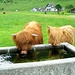 Mucche delle Highlands