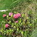 cominciano i fiori: rododendro