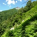 Am Weg von Pianello nach Stuello - üppige Vegetation und der Gaggio am Horizont
