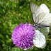Tanz der Schmetterlinge: Baumweissling