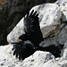 Studying the flight of an alpine chough II