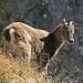 Very cute baby ibex