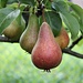 <b>Nel frattempo, nel Mendrisiotto le pere sono mature!<br />Pyrus communis - Cultivar: Butirra Precoce Morettini Pear.<br />Incrocio Coscia x William.</b><br />