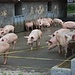 Schweinereien in Schwaldis.