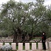 When in the area, visit Stara Maslina. The Olive Tree is said to be more than 2000 years old, and the oldest tree on the European continent.