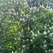 Vor einem Monat noch in voller Blüte : Kastanie an der Bossquelle (Fuchsbachtal)