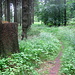 Schöner Waldpfad im Deister (Aufstieg zum Gr. Hals)