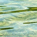 Spiegelungen am Lac de Joux 2