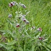 unbekannt auch dieses Gewächs - nun, dank [u Kopfsalat] bekannt: solenanthus apenninus ... oder eher vielleicht die "Gewöhnliche Hundszunge (Cynoglossum officinale)