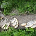 Baum(rest) mit Pilzen
