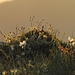 Taunasse Blumen am Gipfel im Gegenlicht der aufgehenden Sonne