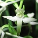 Blüte der weißen Waldhyazinthe