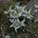 Edelweiss.