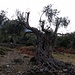 Old Olive trees at the trailhead