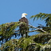 Primo avvistamento della giornata: The Bald Eagle 