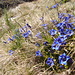 1293 blaue Enzian 
