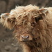 Boy this young Scottish highland cattle needs a brush or a hair cut :-)