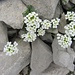Gemskresse (Hutchinsia alpina)