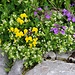 Blumenstrauß am Wegesrand