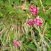 Hübsches am Wegesrand