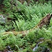 Wildnis unterm Geierstein