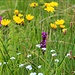 auf einem Pfad durch Blumenwiesen
