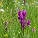 auf einem Pfad durch Blumenwiesen