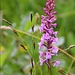 Blumen am Grasleitenkopf