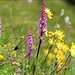 Blumen am Grasleitenkopf