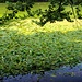 am Schloßweiher