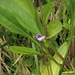 Fettblattblüte
