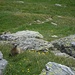 Ecco una delle decine di marmotte che hanno fatto impazzire Suni!