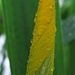 Noch geschlossene, eingerollte Blätter einer Schwertlilie nach dem Regen