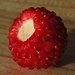 Walderdbeere im Makro: "Entgegen ihrem Namen zählt die Erdbeere aus botanischer Sicht nicht zu den Beeren, sondern zu den Sammelnussfrüchten." aus Wikipedia