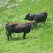 vacche nere e grosse