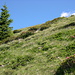 Blühende Alpenrosen