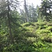 Sattes Grün - eine wunderschöne Waldlandschaft im Fugschtwald gespickt mit blühenden Alpenrosen