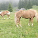 Splendidi cavalli presso la Hochganghaus