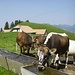 Postkartenschweiz: Alp mit dazugehörigen Kühen und Schweizerflagge. Sogar mit Livemusik von einem Akkordeon.