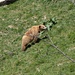 Der Bärenpark stellt den Bären nach 500 Jahren Bärenhaltung in Bern endlich eine artgerechte Umgebung zur Verfügung.