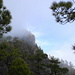 Herrliche Kiefernwälder im Aufstieg zum Pico Bejenado