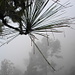 Aus dem feuchten Nebel gewinnen die Bäume Feuchtigkeit - Richtiger Regen ist eher selten.