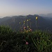 Endlich Sommer in den Bergen und Blumen wohin das Auge reicht: Blick zum Kienjoch und Zugspitze