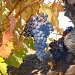 La Palma bietet hervorragenden Wein